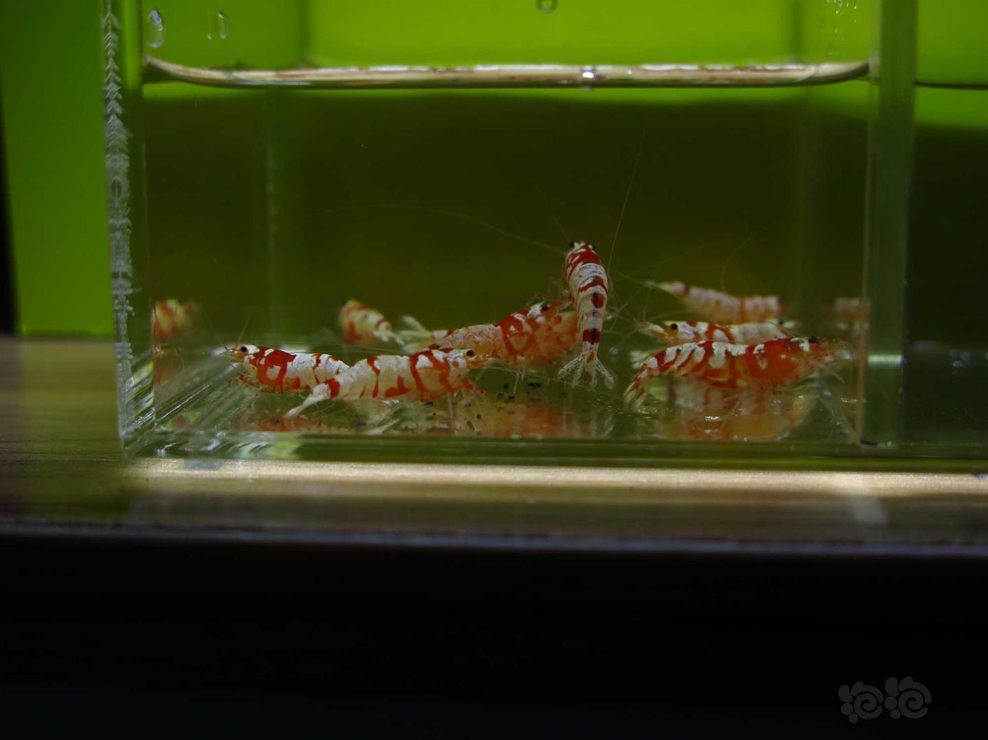 【虾】2021-3-29#RMB拍卖红花虎水晶虾10只-图4