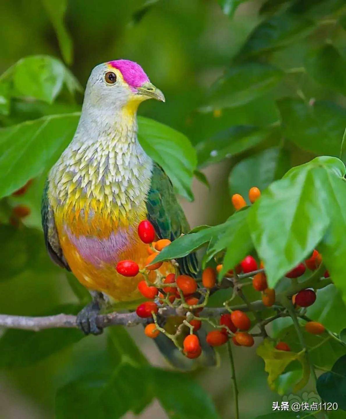 动物世界粉顶果鸠玫瑰冠果鸠