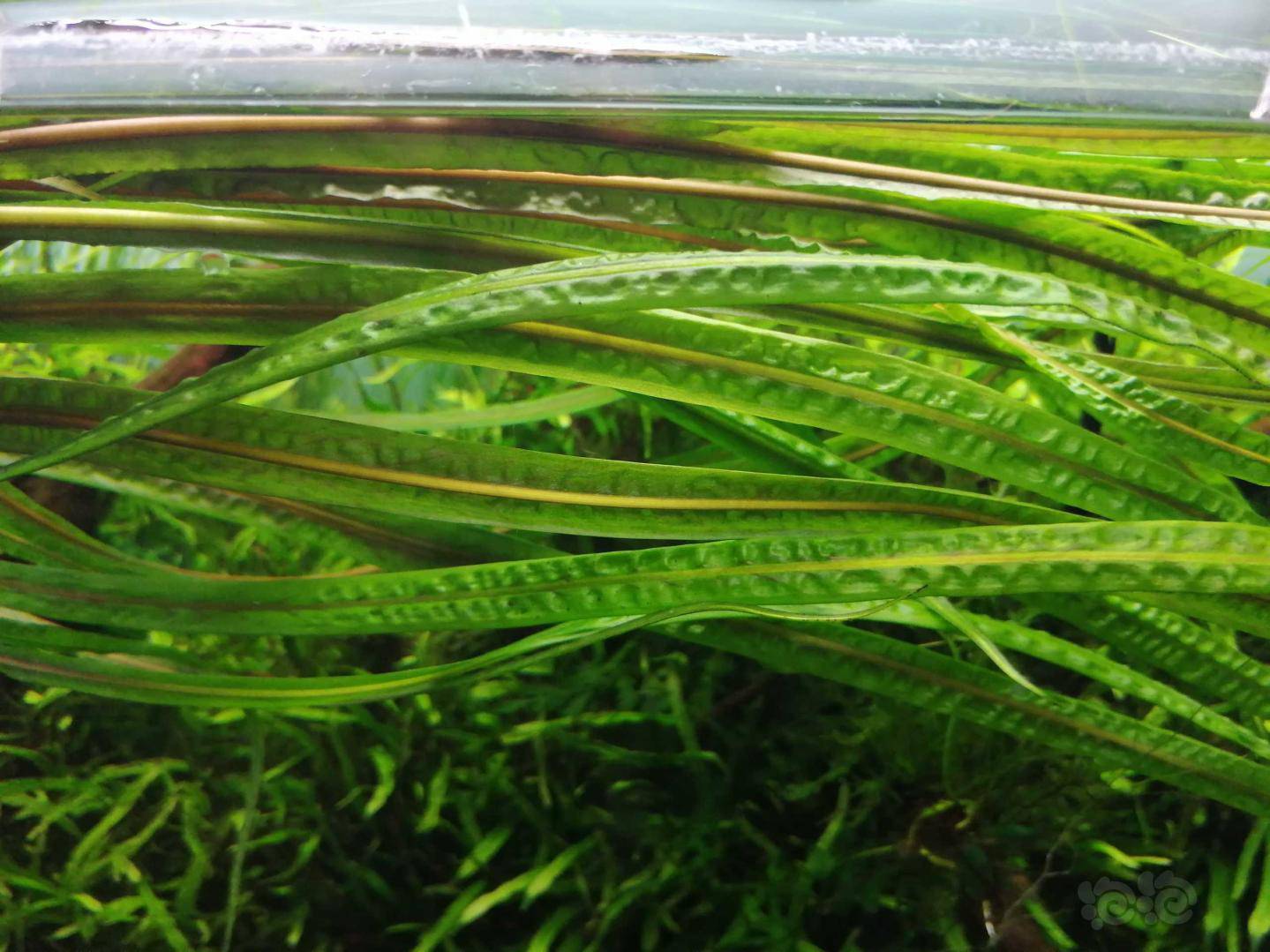 出减密度喷泉椒草