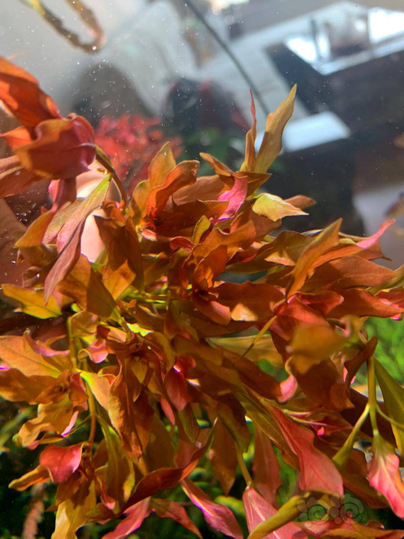 出一点缸内火焰丁香紫红丁香圆叶绿松尾打头