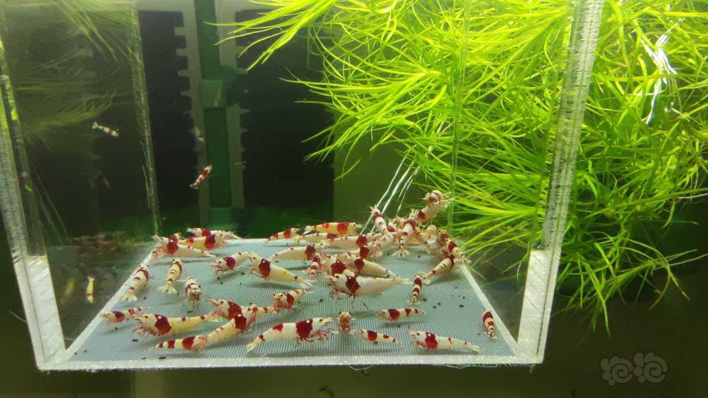 【虾】2021-03-12# RMB拍卖红白水晶虾48只-图3