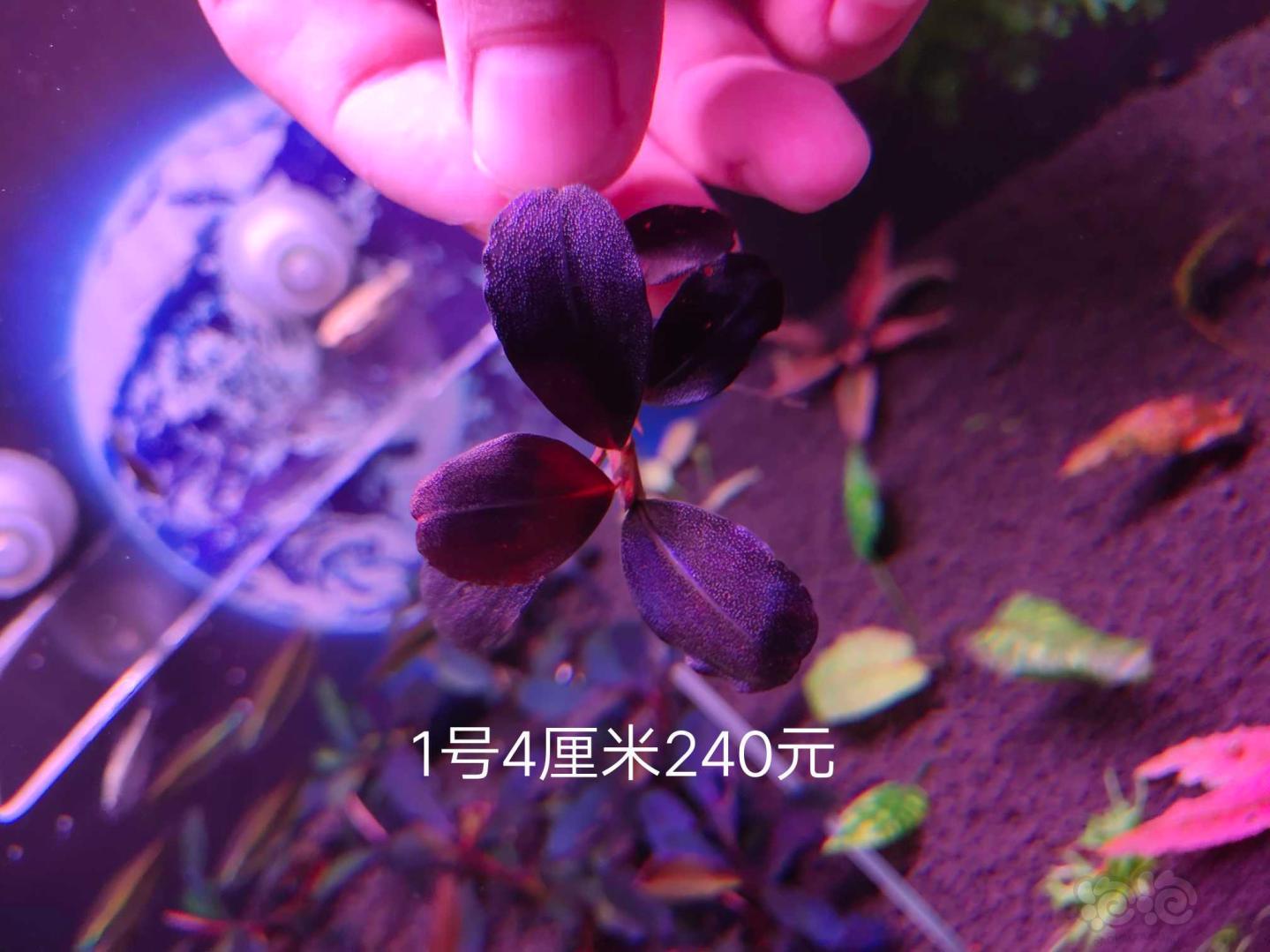 【辣椒榕】玄武海60一厘米-图1