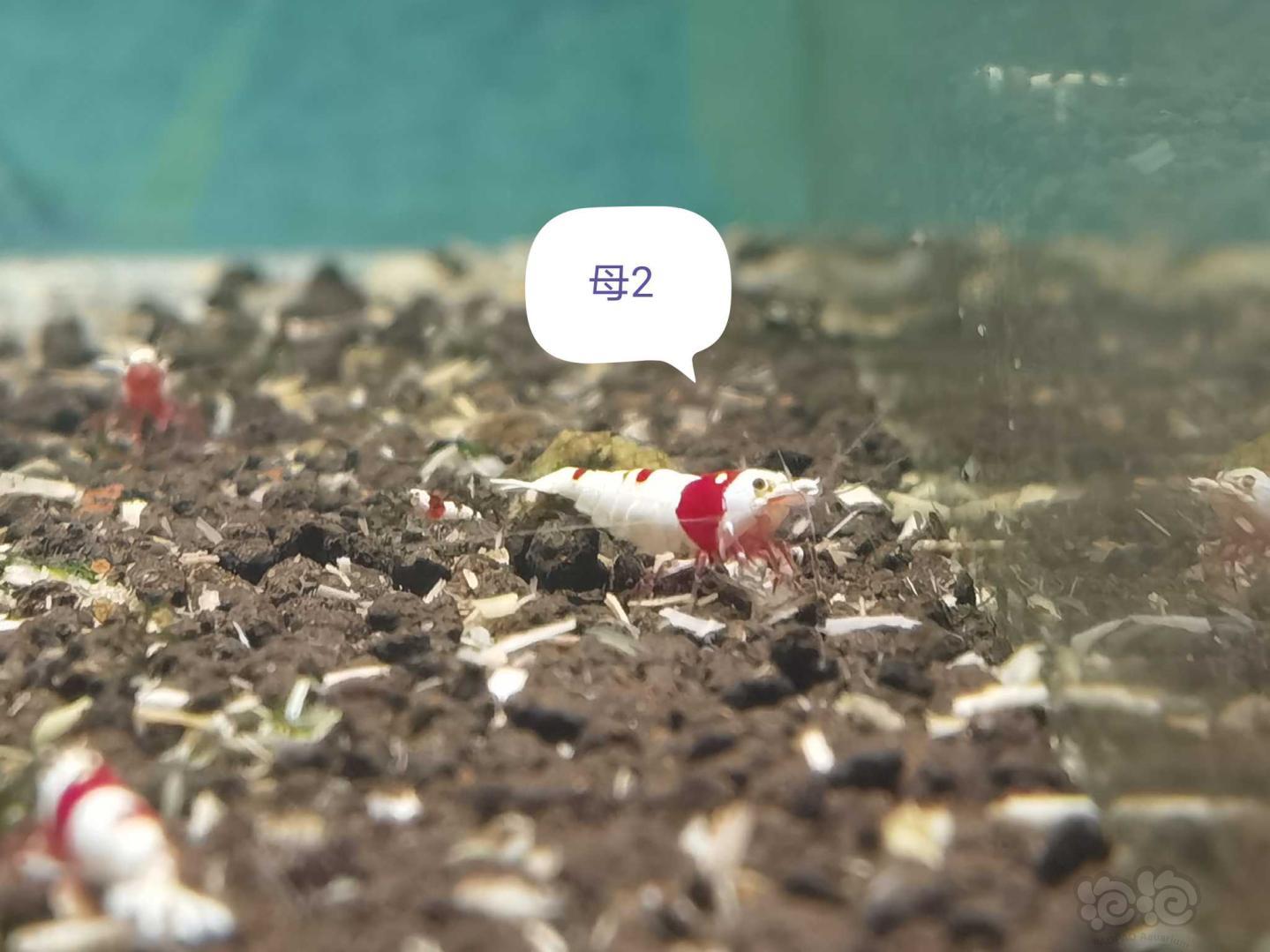 【虾】2021-03-02#RMB拍卖经典红白新成繁殖组-图9