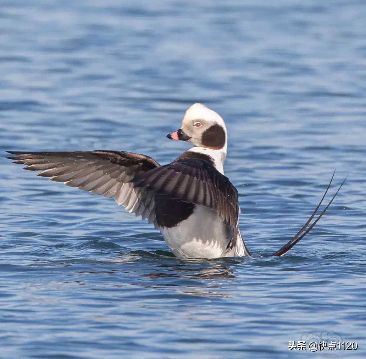 动物世界长尾鸭俗称冰凫