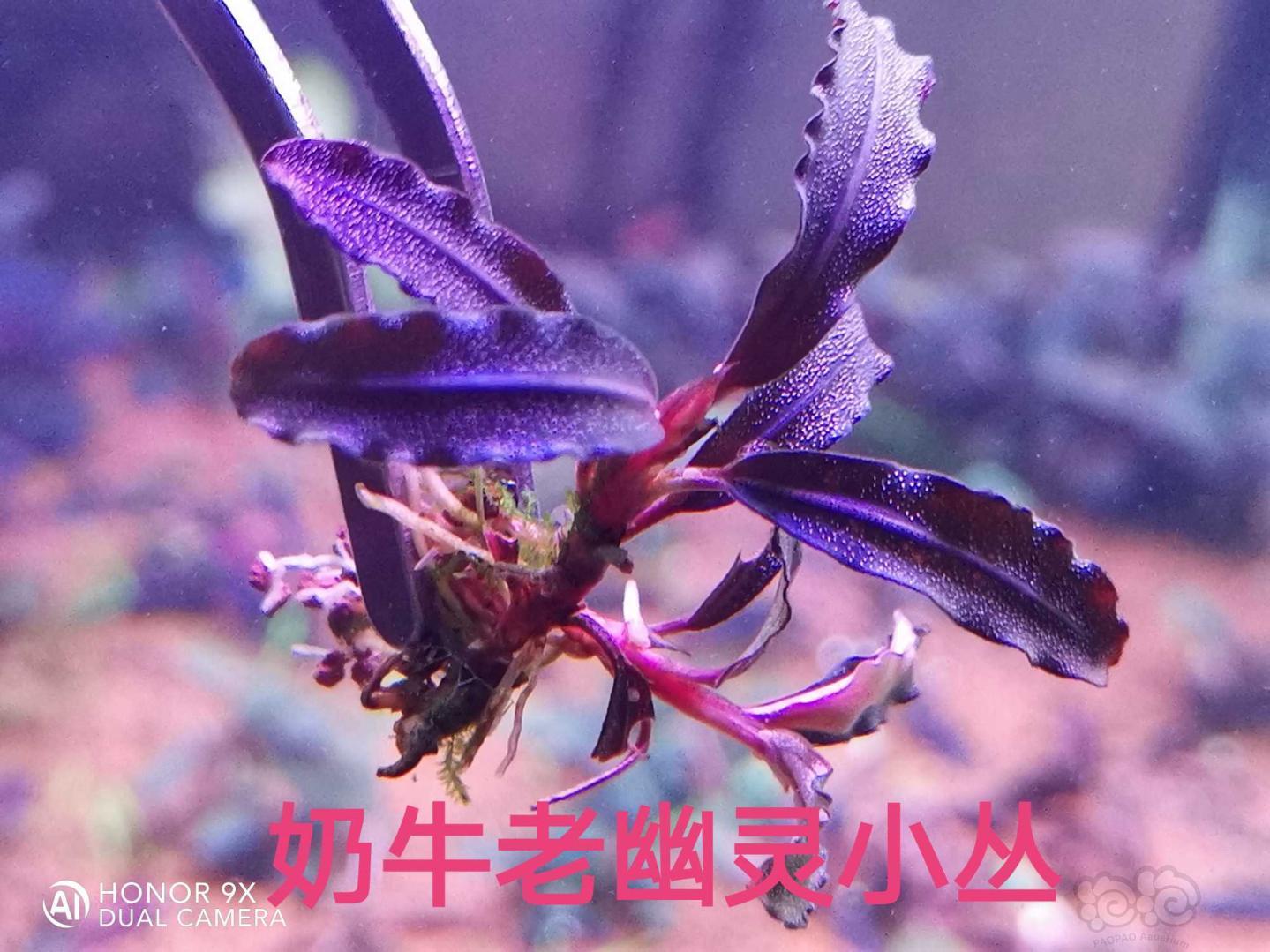 【辣椒榕】出辣椒组合、12nk幻影海-图1