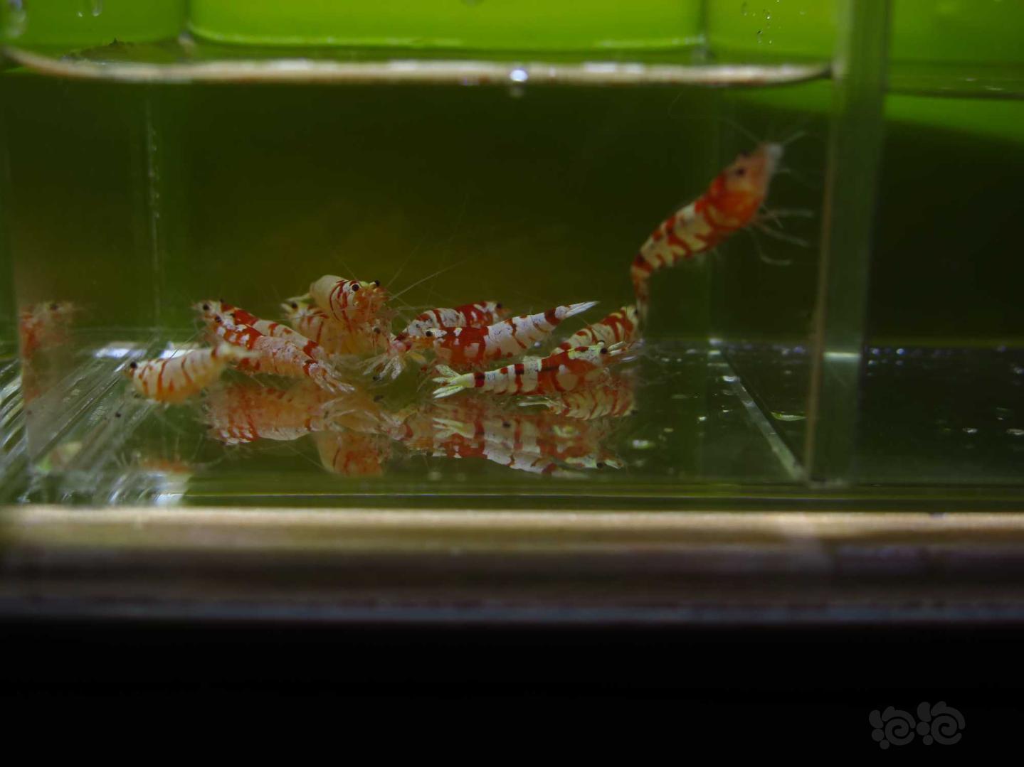 【虾】2021-3-29#RMB拍卖红花虎水晶虾10只-图1