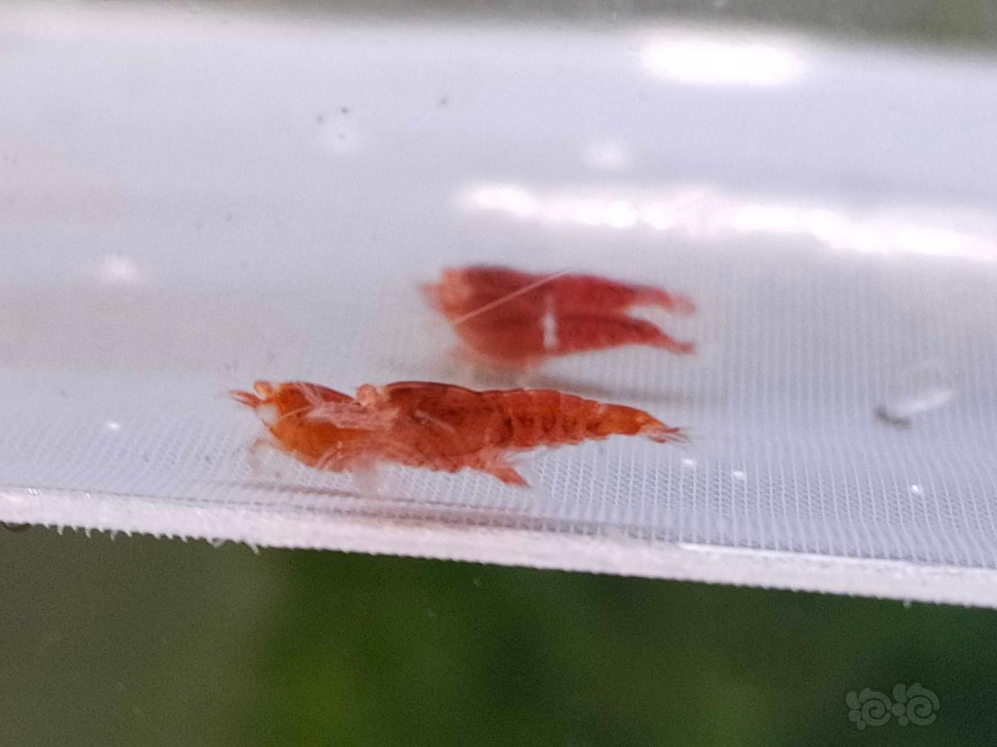 【虾】2021-3-19#RMB拍卖金眼全红水晶虾12只-图3