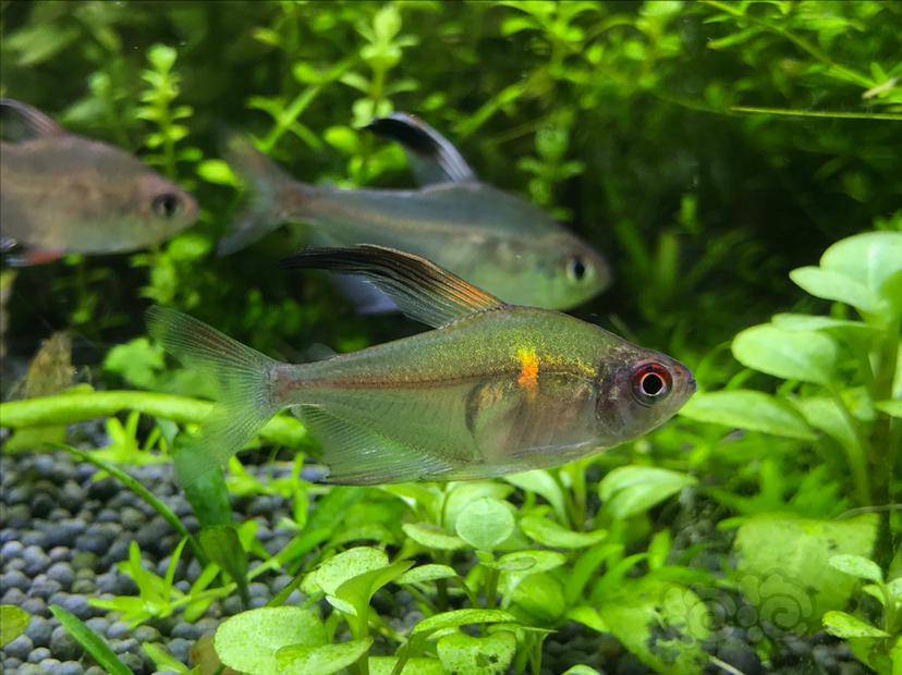 灯科鱼金印玻璃旗玻璃血心