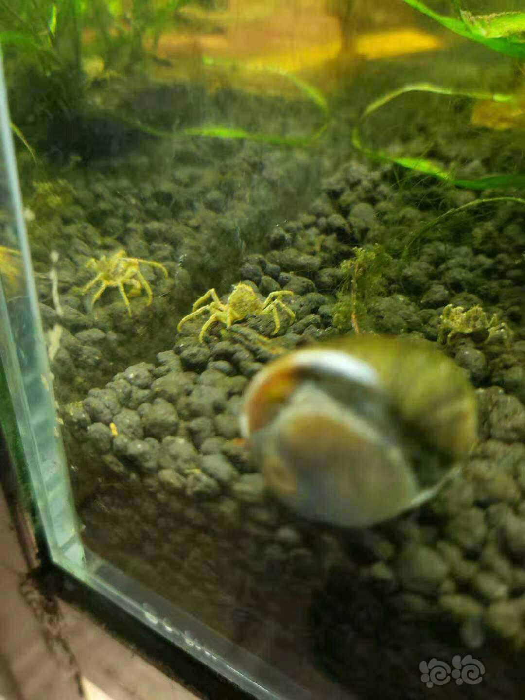 极火虾，金背虾，蓝宝石虾，迷你蜘蛛蟹，趴地，，迷你矮，水晶莫斯-图11