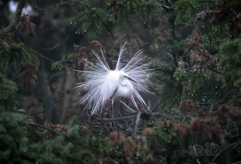 象山森林公园的鹭鸟🐤-图6