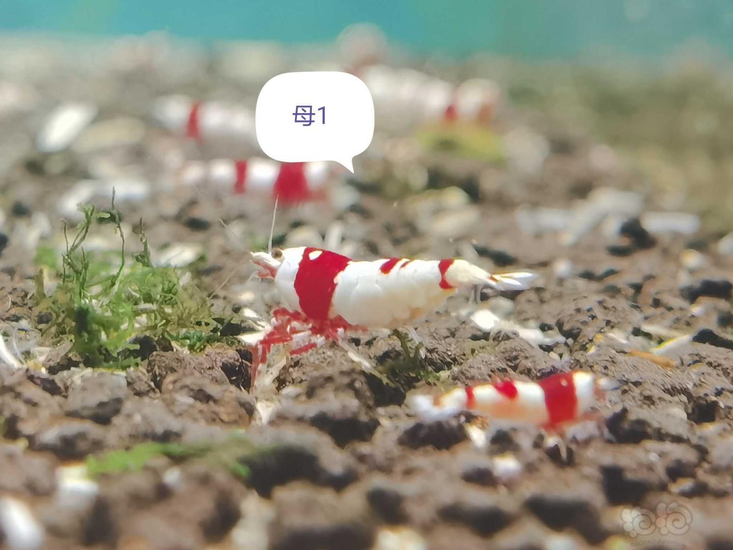 【虾】2021-03-02#RMB拍卖经典红白新成繁殖组-图4