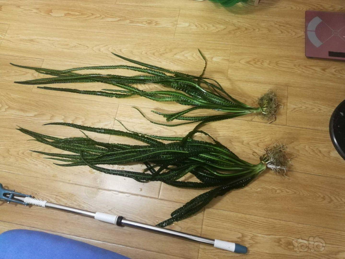 出售宽叶龙鞭水草