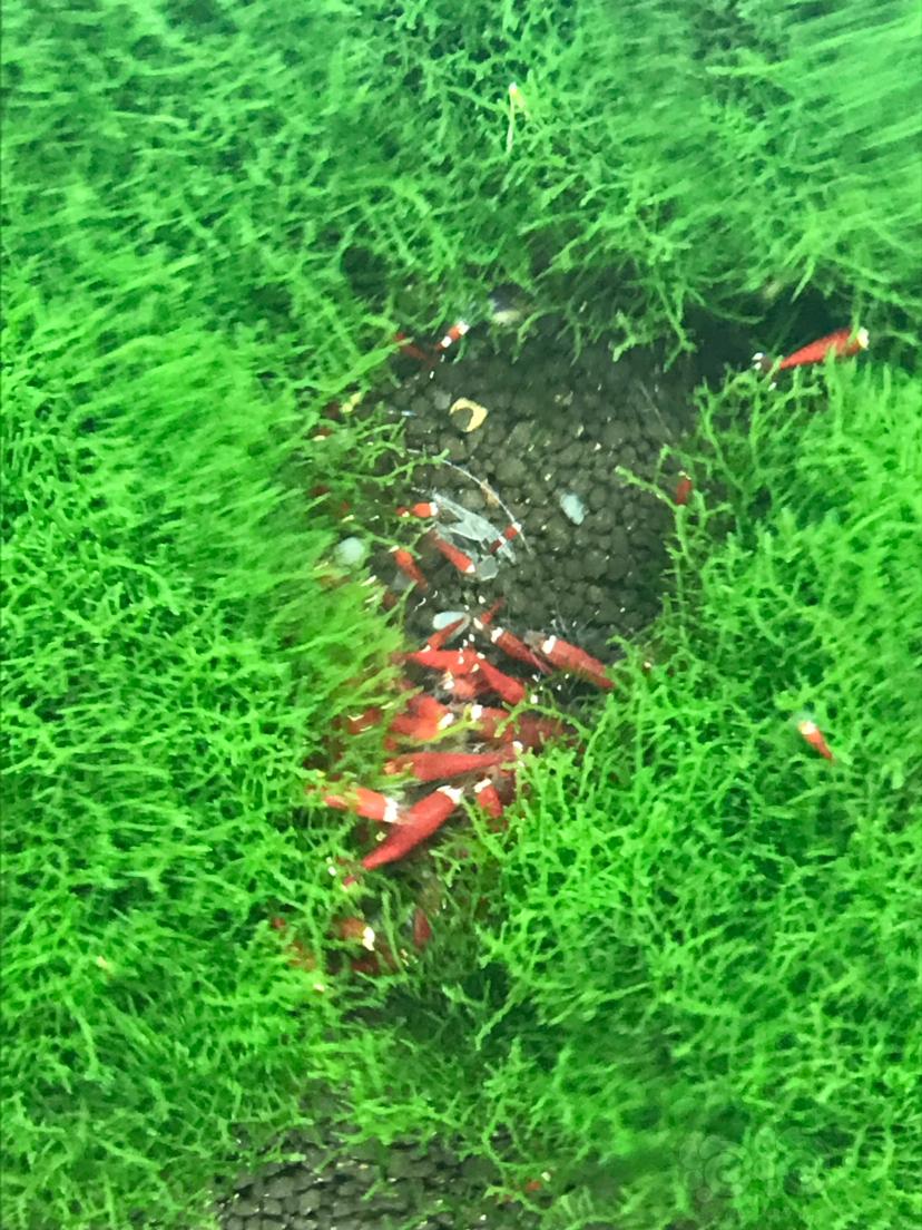 珊瑚莫斯，圣诞红清缸-图1