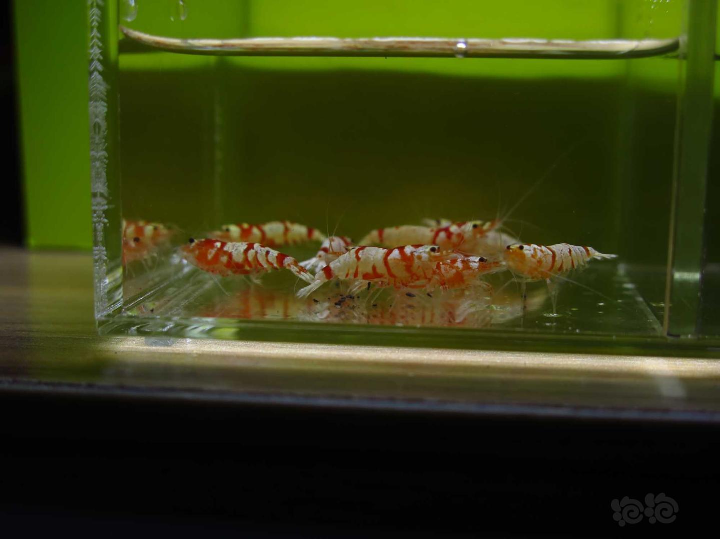 【虾】2021-3-29#RMB拍卖红花虎水晶虾10只-图8