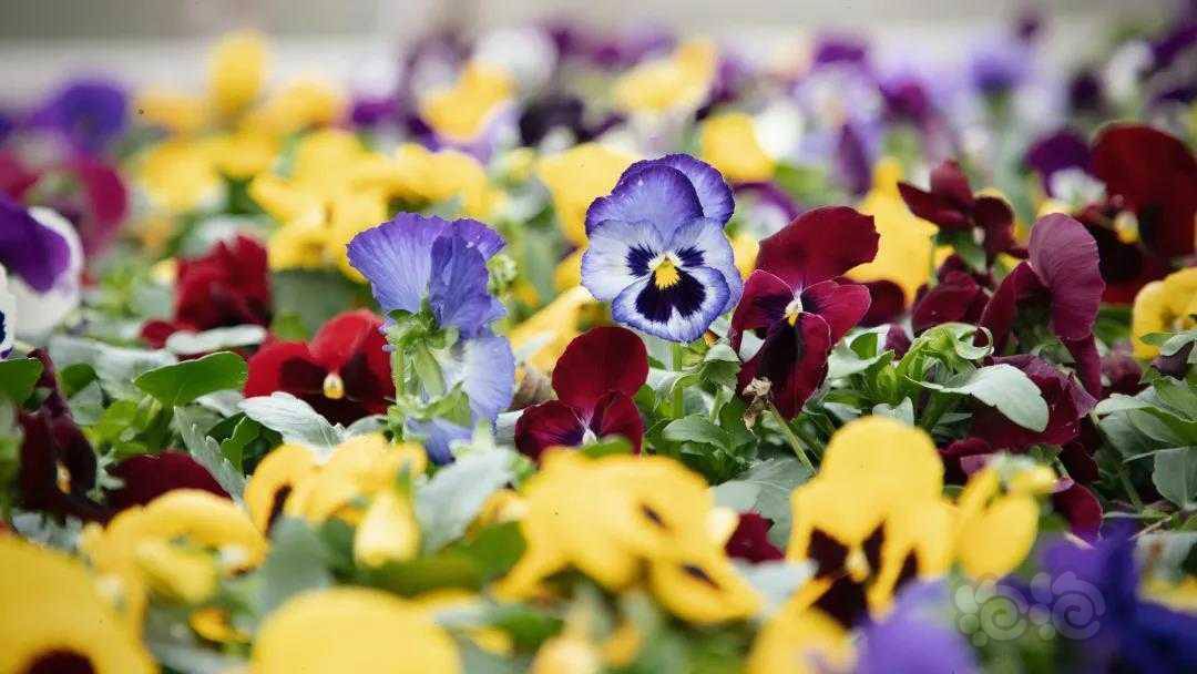 春意盎然,百花争艳