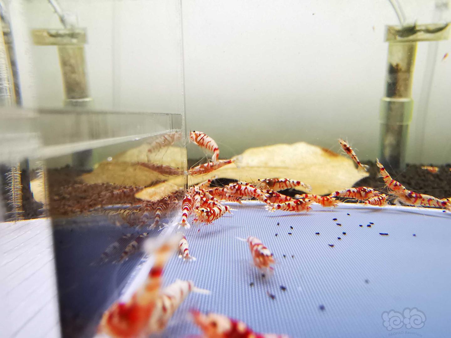 【虾】2021-3-24#RMB拍卖#红花虎水晶虾一份40只：-图2