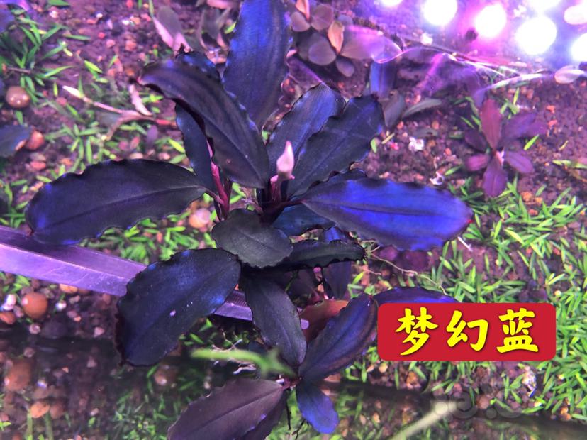 【辣椒榕】出辣椒榕，各种老品种，组合，穿山甲-图4