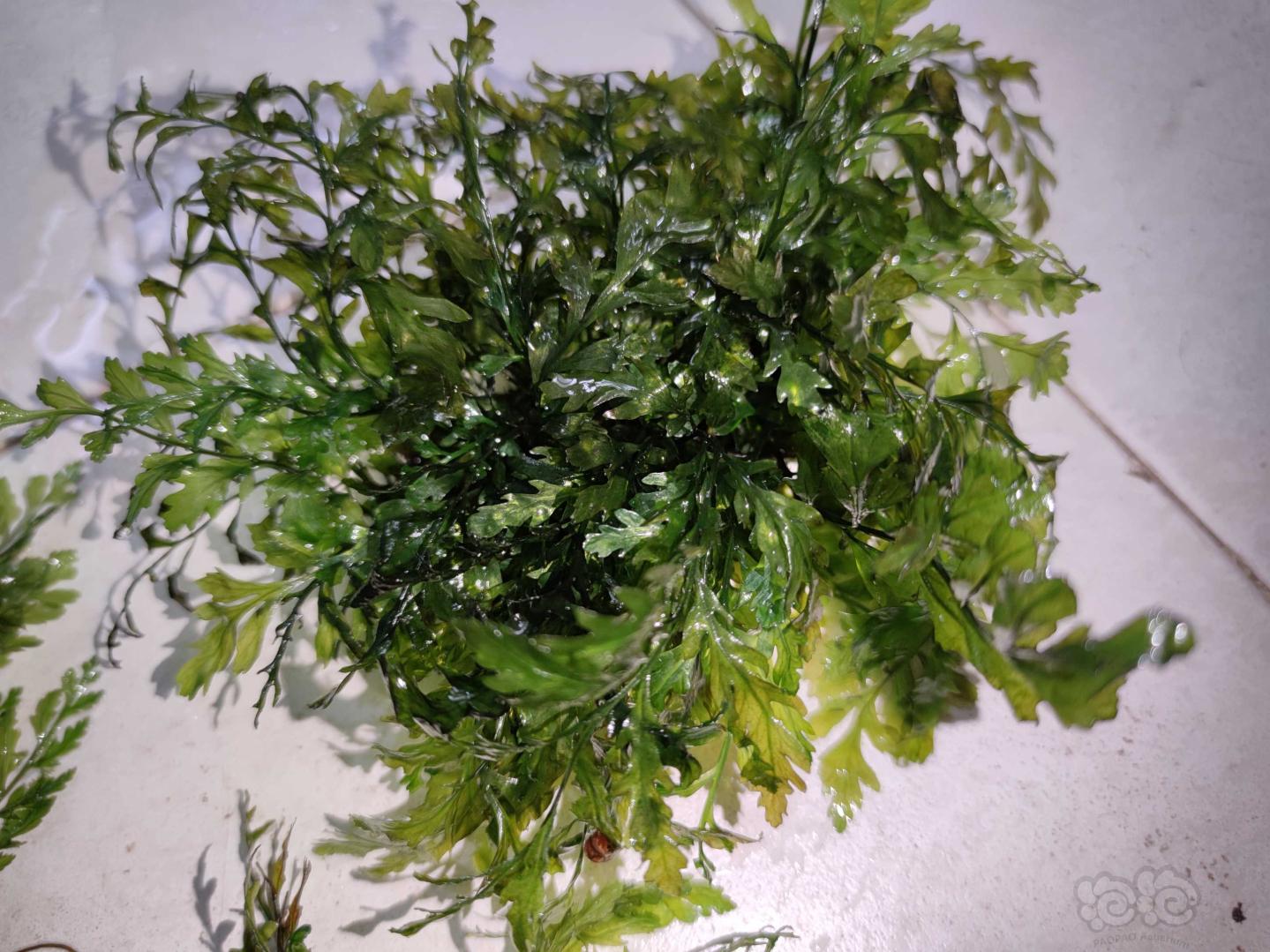 出黑木蕨，迷你椒帕夫椒草，紫线阿芬-图2