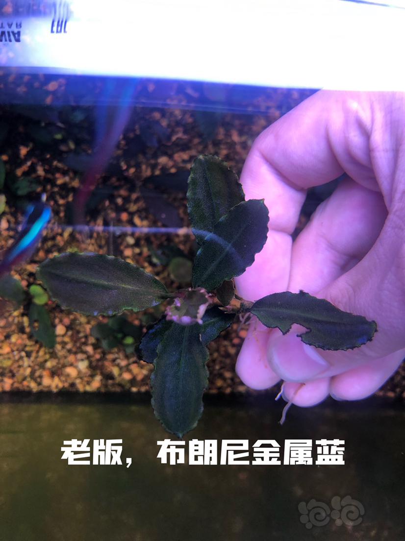 【辣椒榕】（北京昌平区北七家镇）出售辣椒榕老货一组-图5