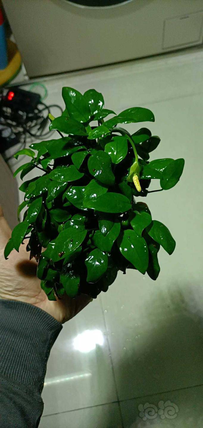 又是一个开花的小朋友