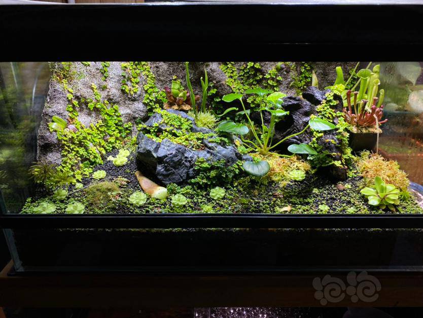 雨林 闷养的植物缸 泡泡水族