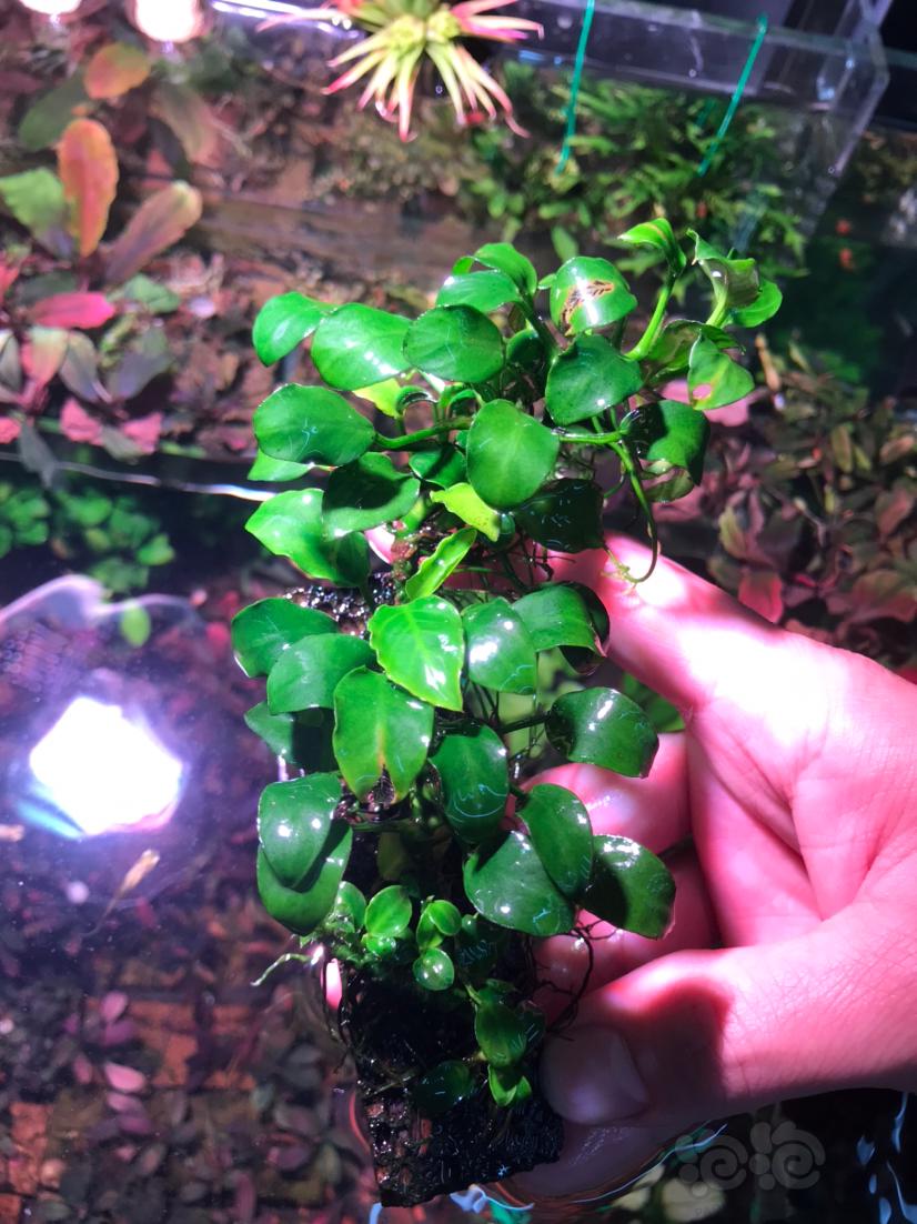 出迷你榕繁殖茎一厘米5元带密密麻麻的小牙-图7