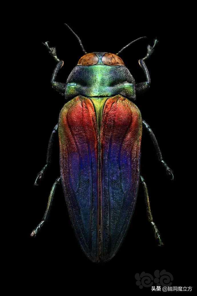 昆虫微观照片-图5