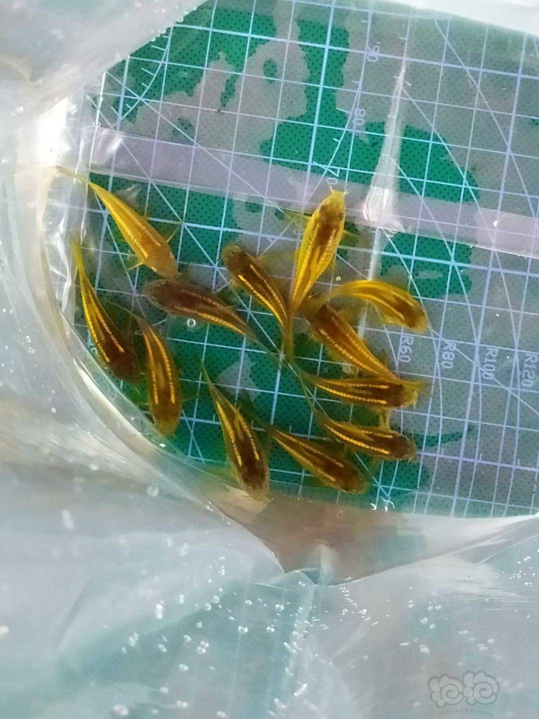 热带鱼出售一些自己繁殖的黑金红头鼠和金线金