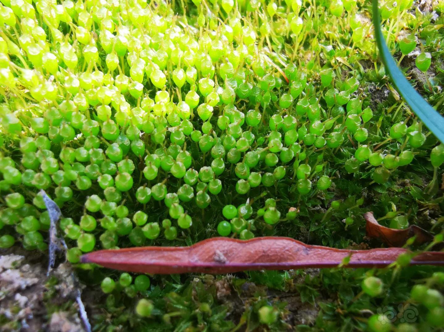 【微景观】好苔藓，首先得有个好相机-图3