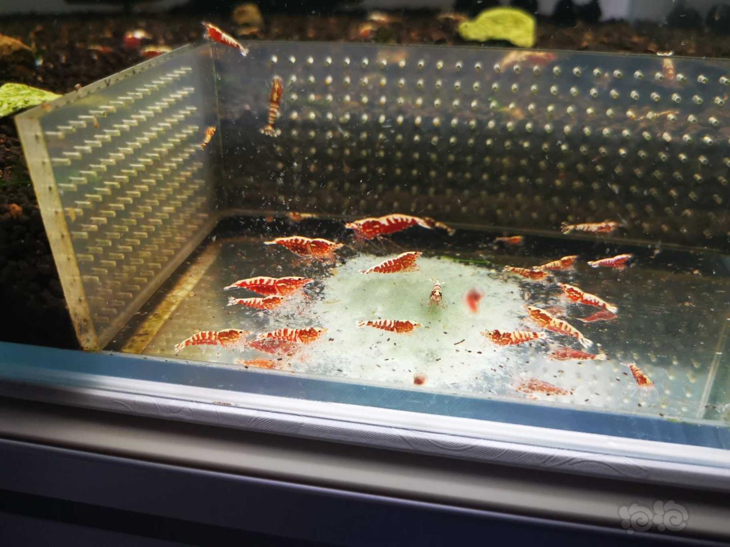 【虾】2021-03-09#RMB拍卖红银河星钻苗10只-图3