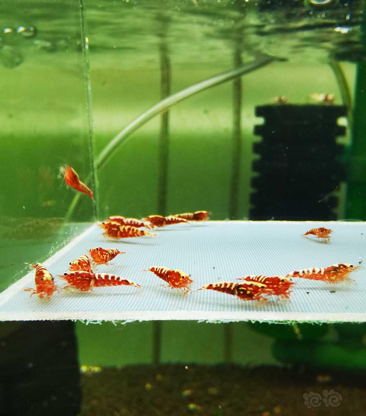 【虾】2021-3-27#RMB拍卖#红银河水晶虾一份20只-图1