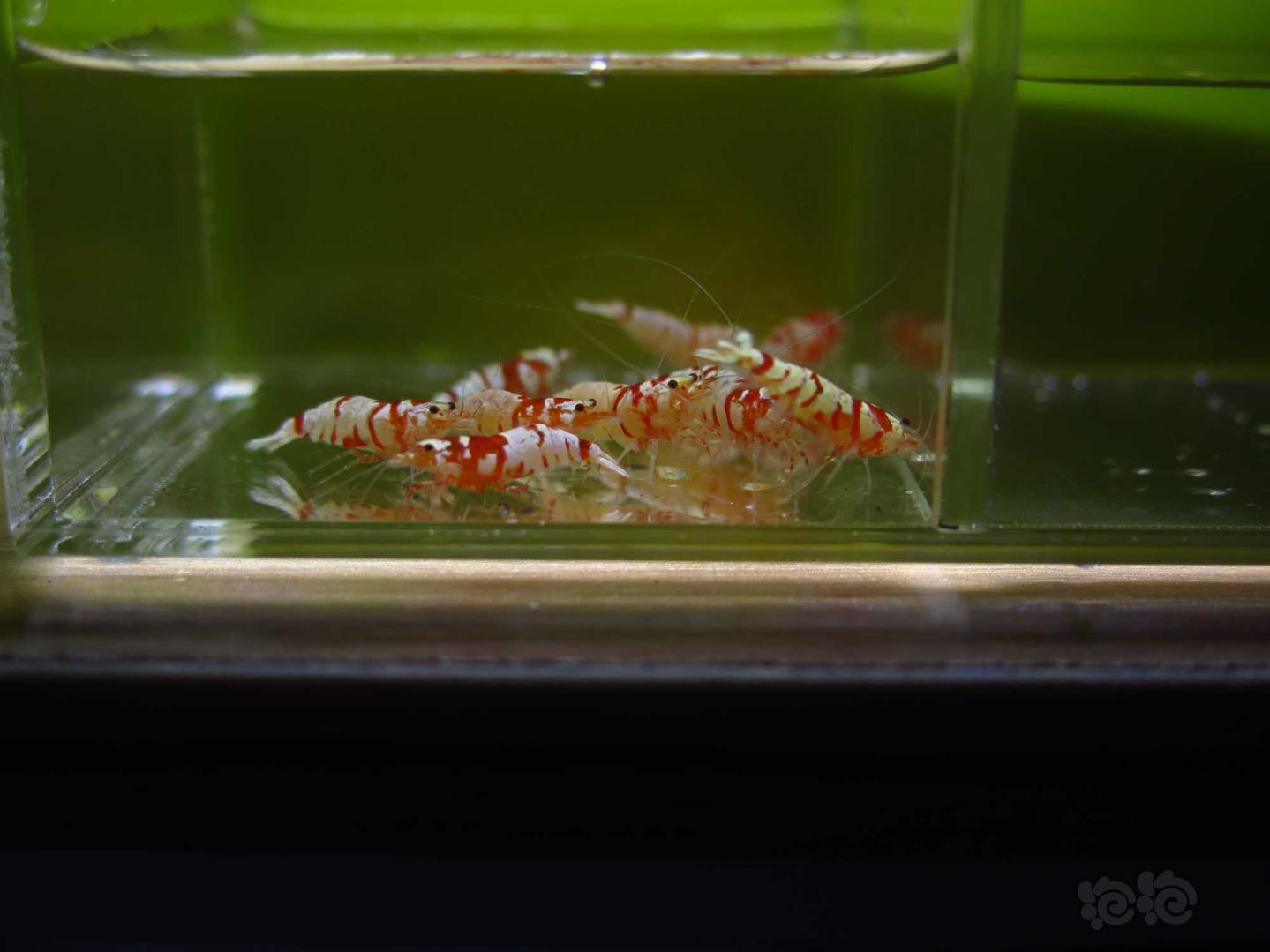 【虾】2021-3-29#RMB拍卖红花虎水晶虾10只-图6
