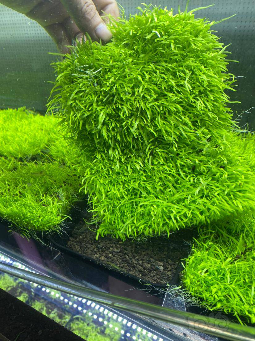 发货地山东微信15106789862牛毛尺寸17*12一份65元包邮挖耳尺寸17*12