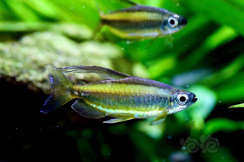 灯科鱼黄金二线灯鱼