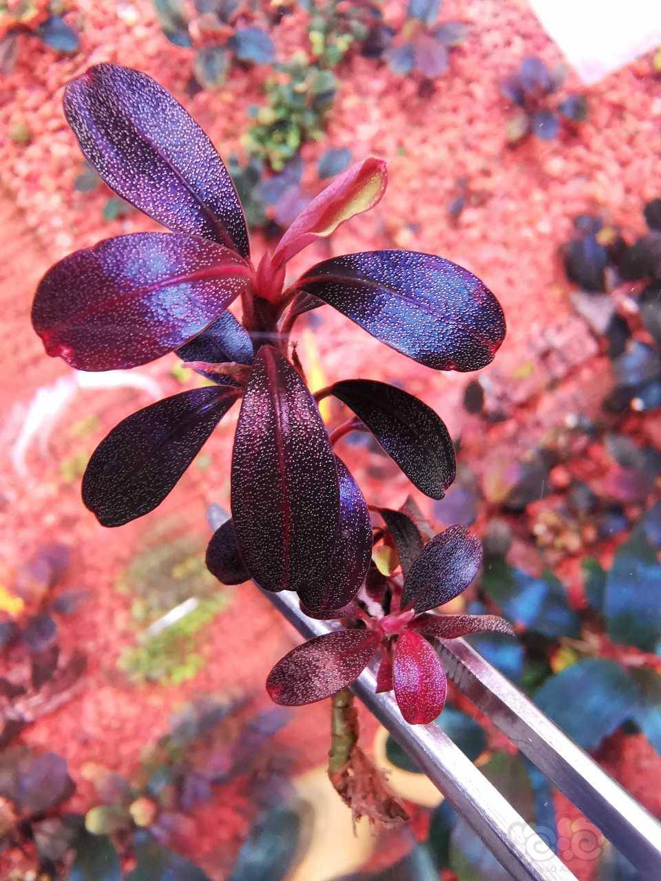 出售练手辣椒榕转水野株品种自认尺寸数量如下图