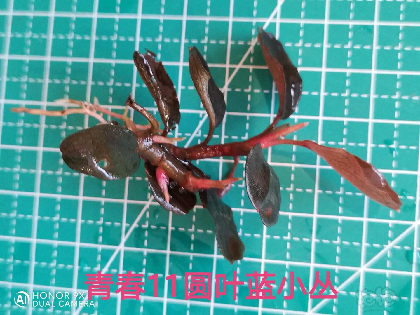【辣椒榕】出辣椒组合、12nk幻影海-图8