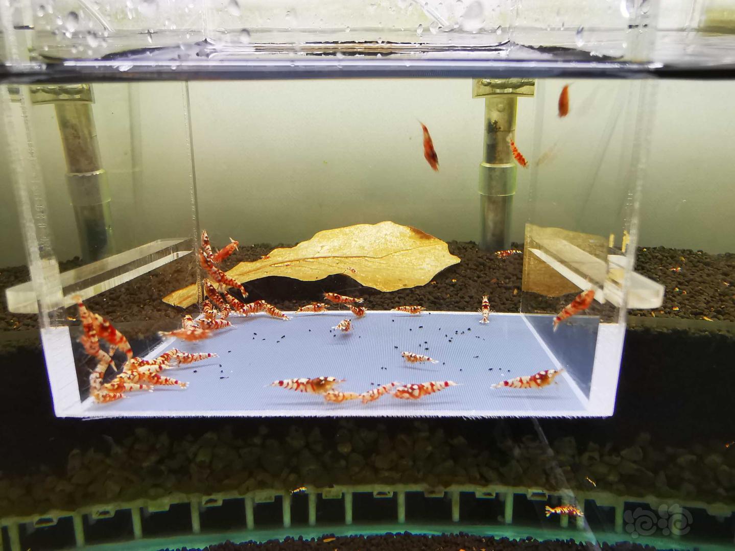 【虾】2021-3-24#RMB拍卖#红花虎水晶虾一份40只：-图6