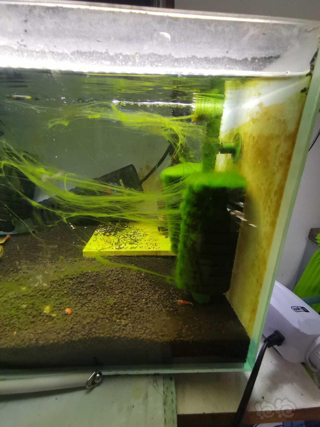 水晶虾缸里这种藻需要清理吗-图1