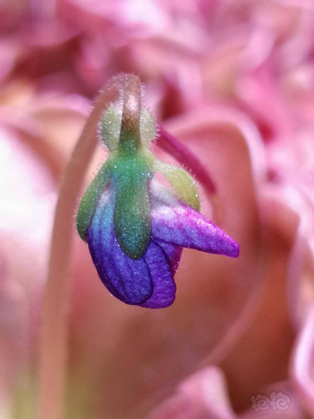 食虫捕虫堇开花不断