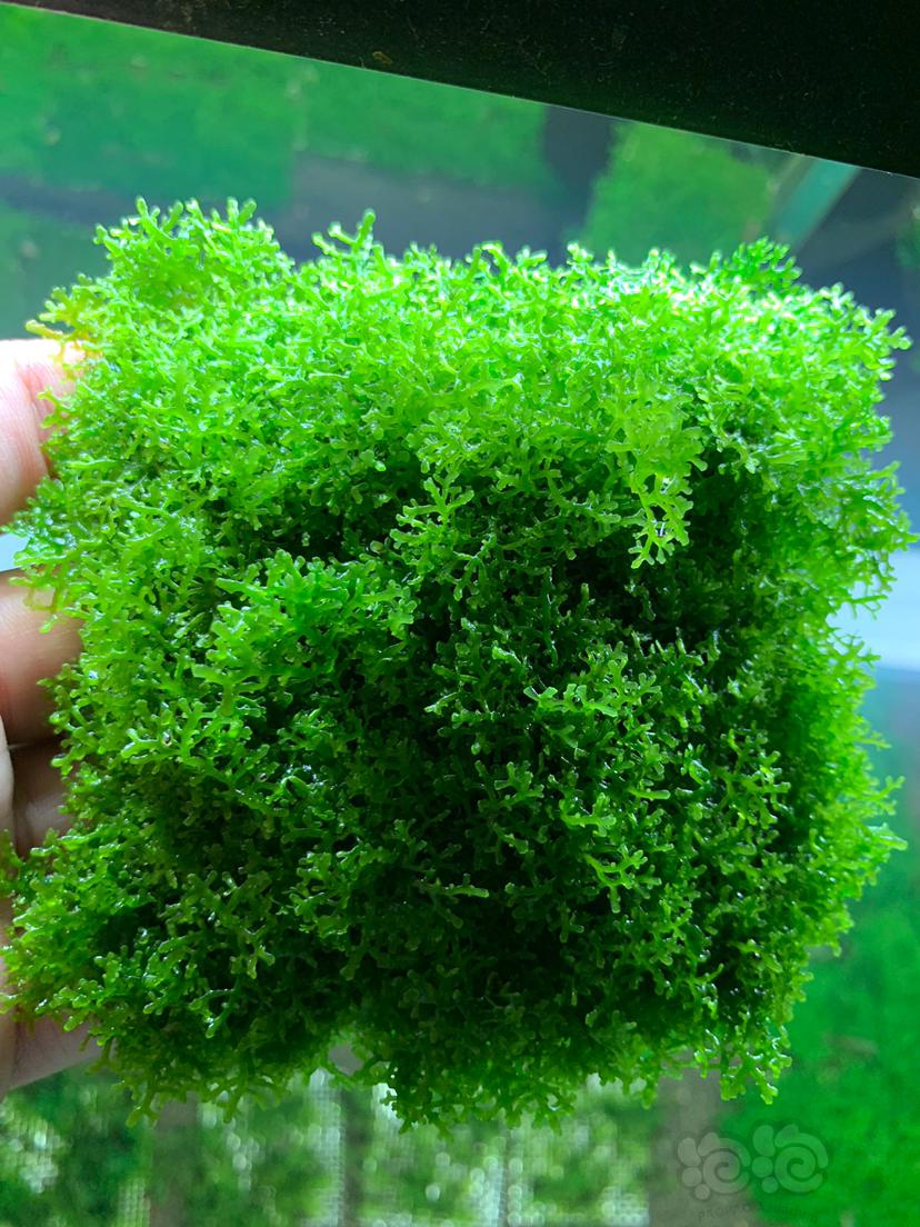 【水草】2021-3-30#RMB拍卖珊瑚莫斯一份无虫无藻无螺-图1
