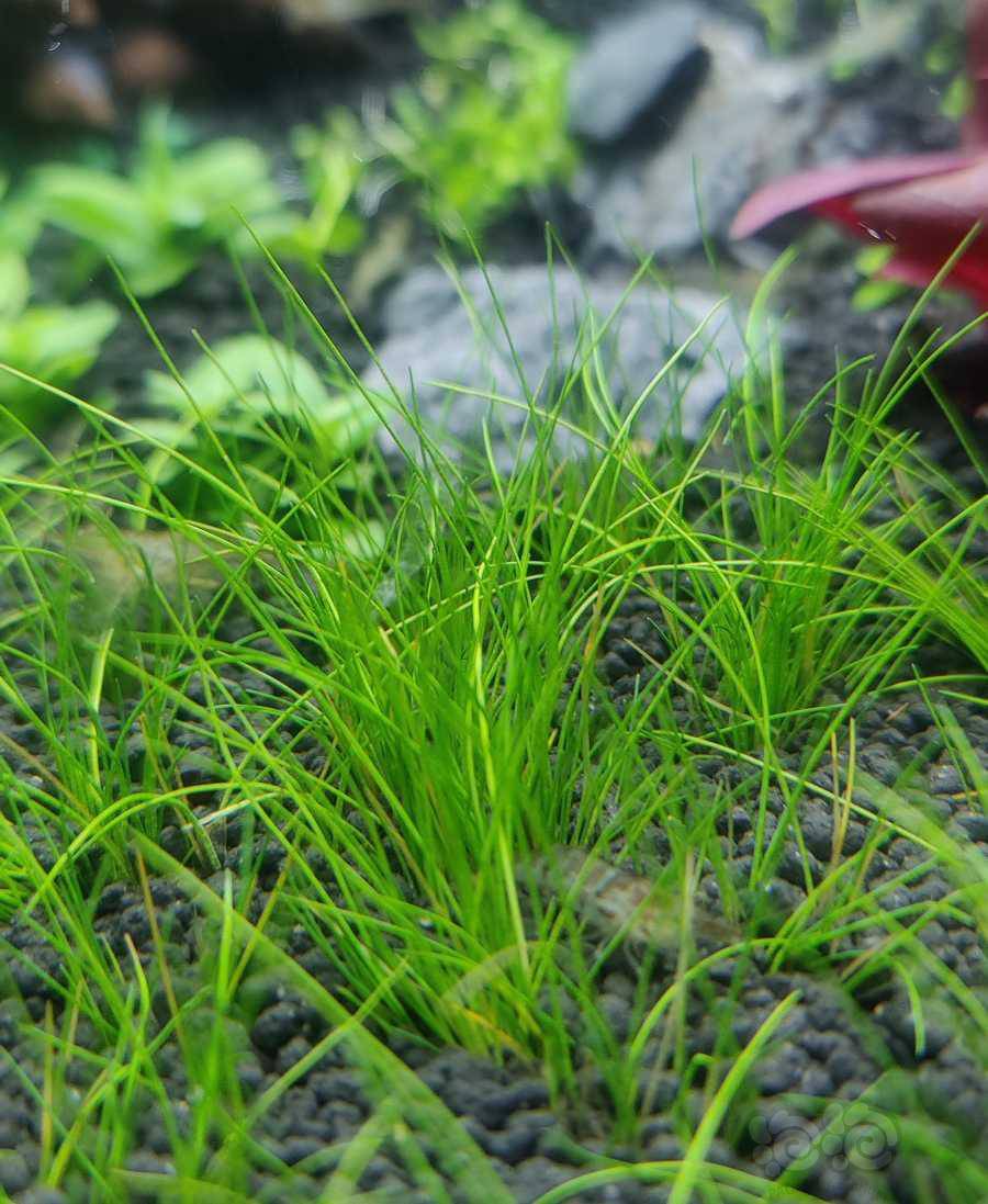 水草造景和种植 为什么有的迷你牛毛往高处长,有的平着长.