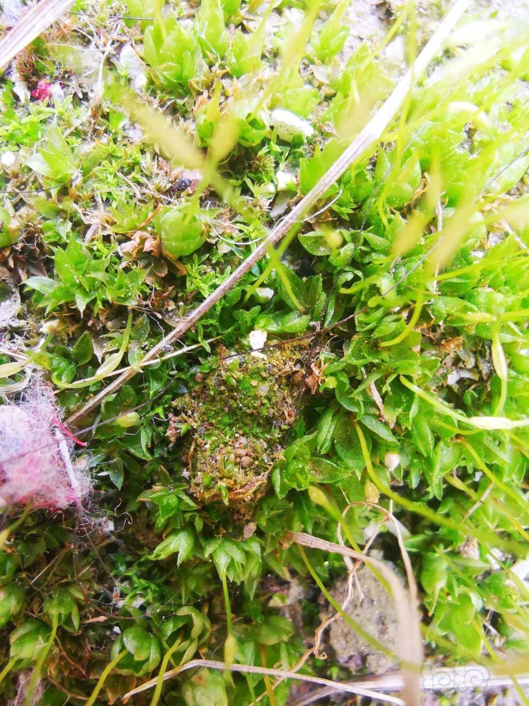 【微景观】好苔藓，首先得有个好相机-图1