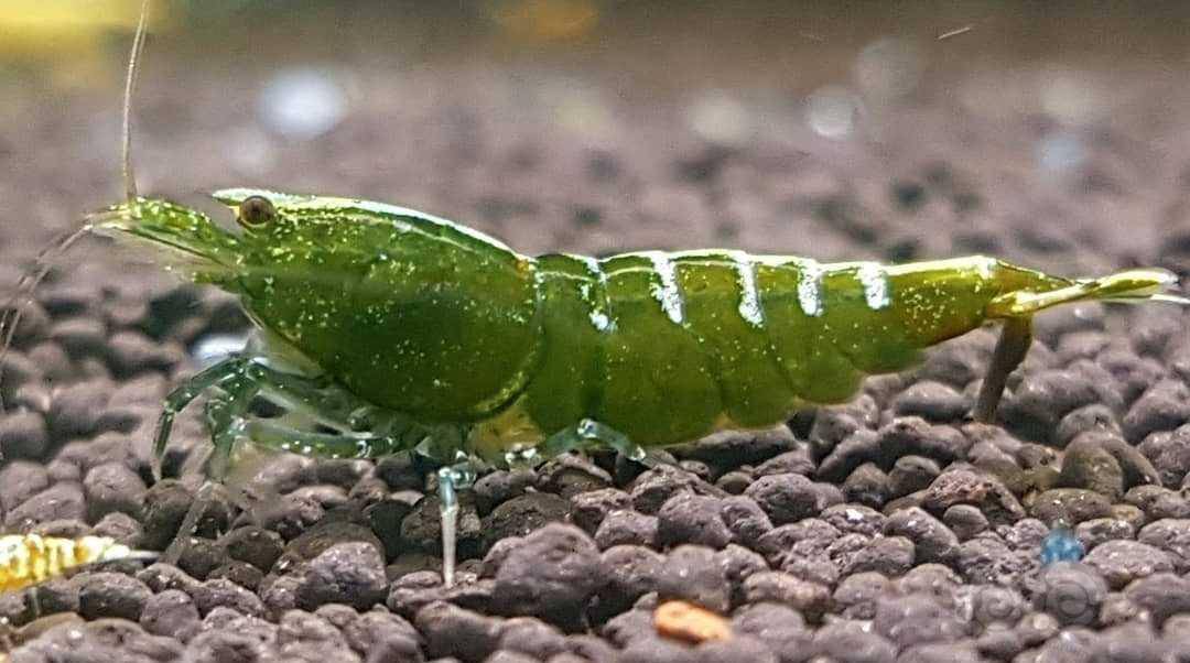 水晶虾繁殖路线