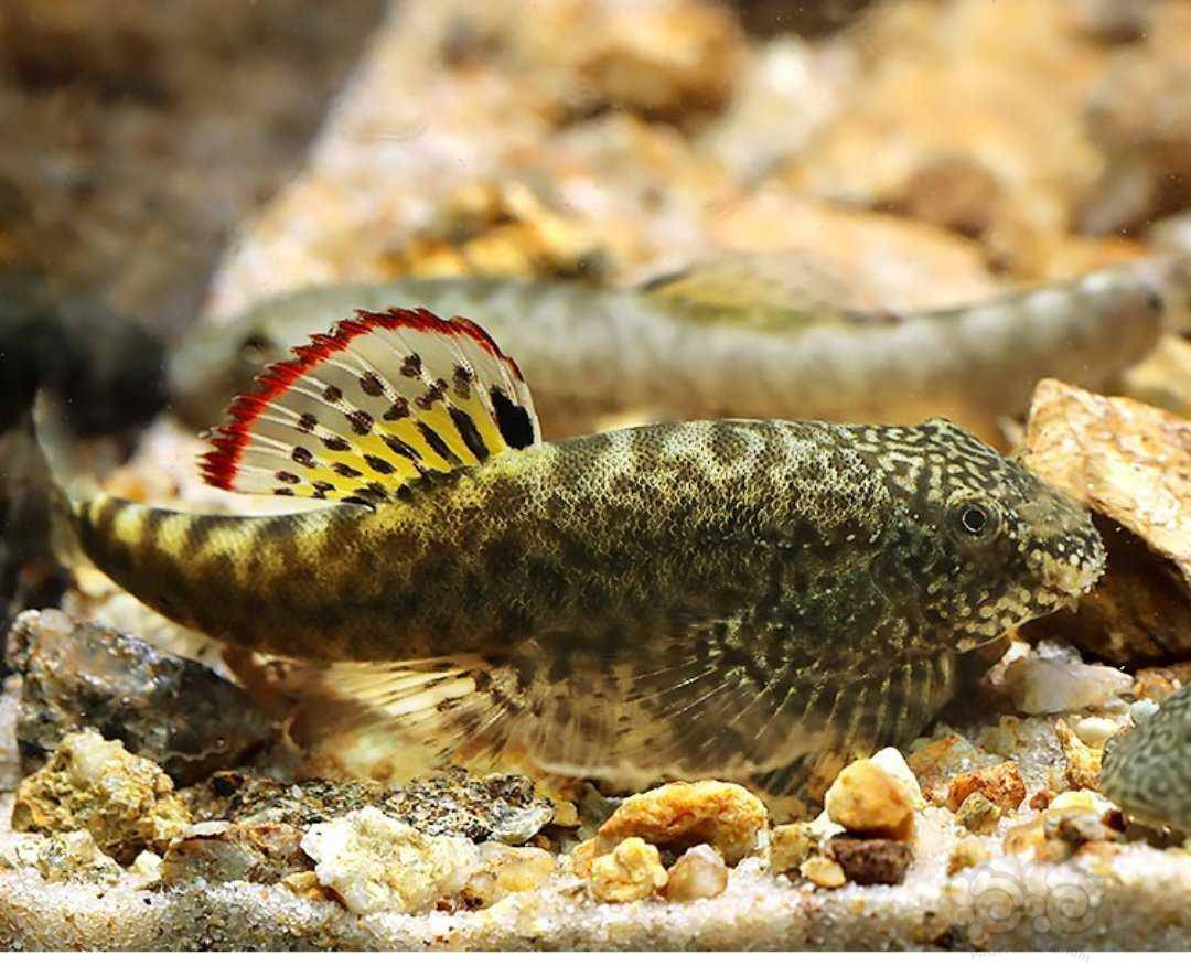 麦氏,长町吸鳅精灵-图6