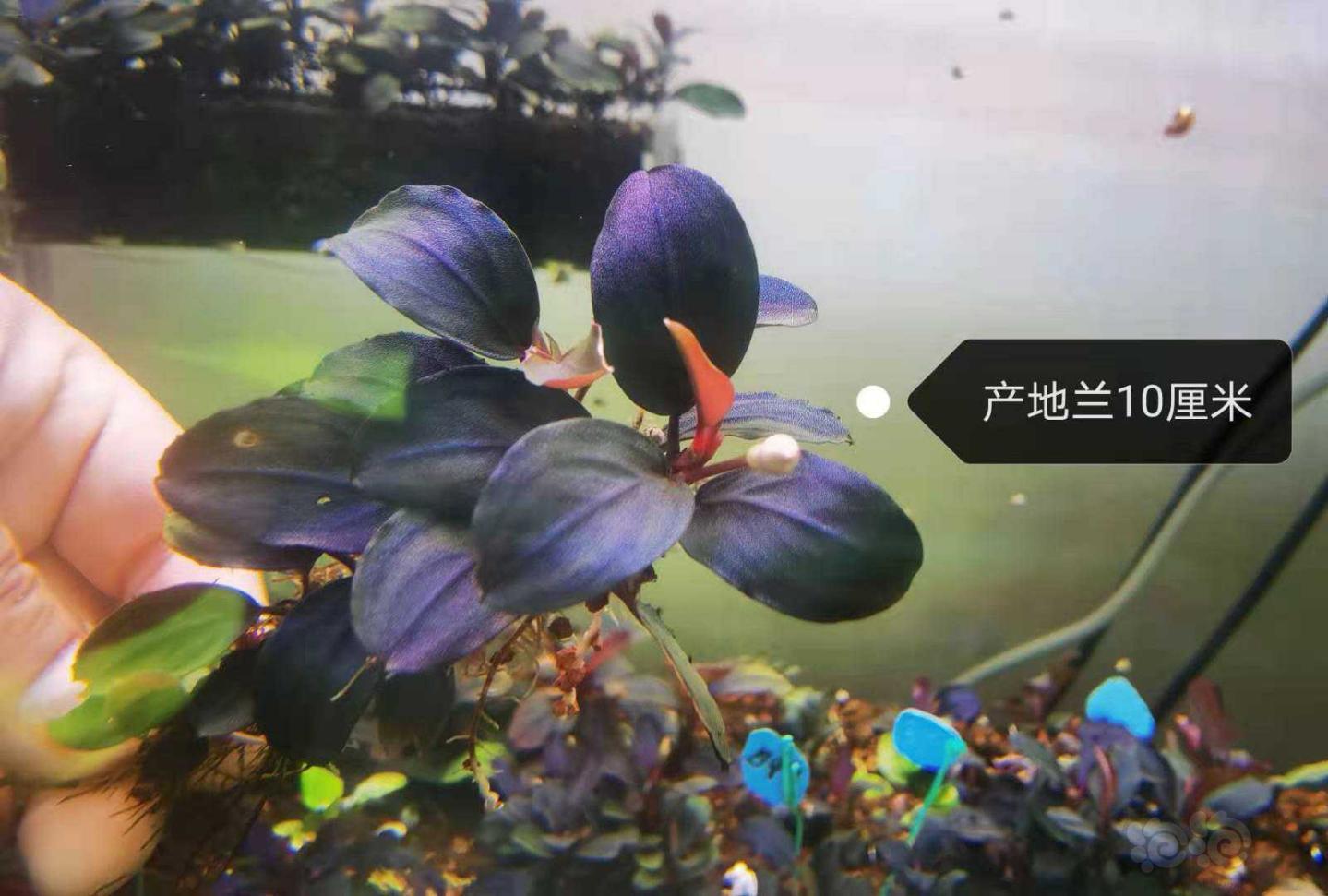 【辣椒榕】出浮云neo，产地蓝，绿花溪，14nk海-图2