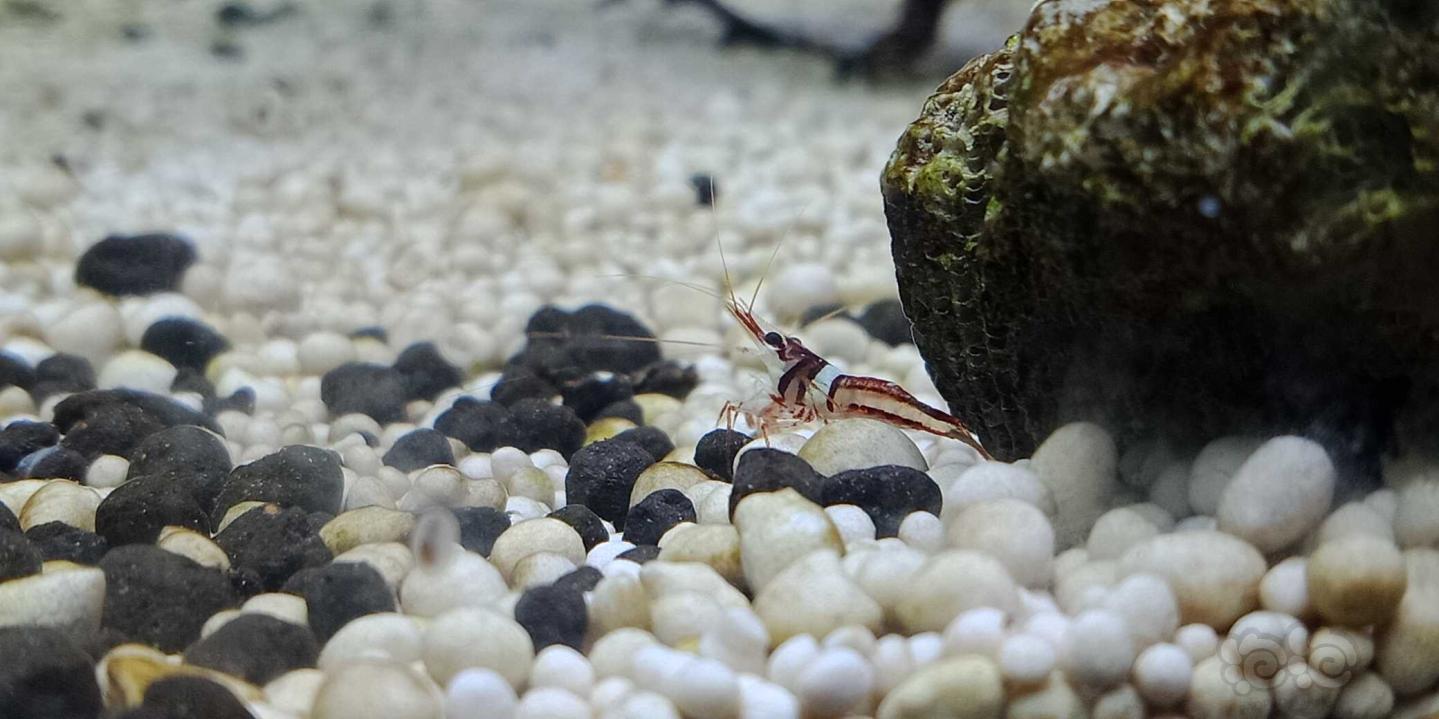 一直在追求不一样的养法，不一样的底沙底泥来呈现苏虾的美，有的虾在不同颜色的底面容易观赏有的不好观赏-图9