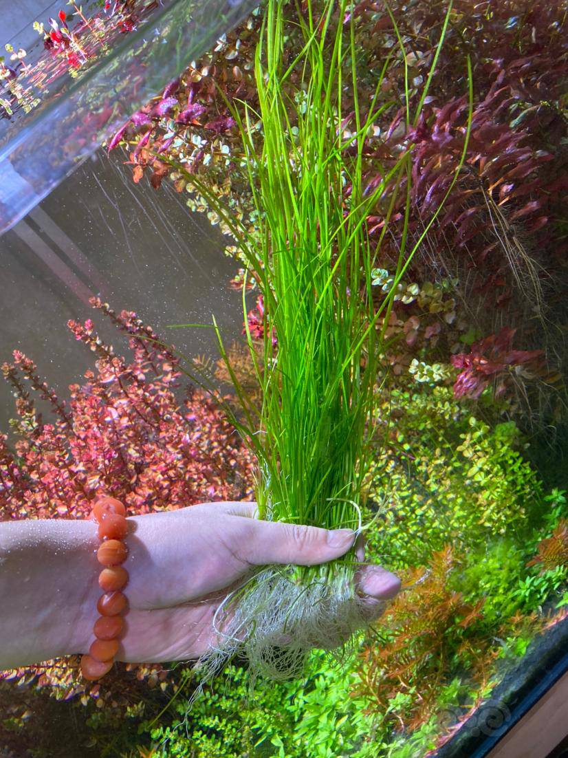 细叶水兰大小55棵打包出