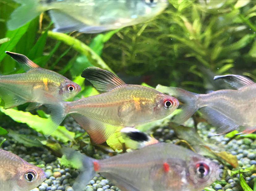 灯科鱼金印玻璃旗玻璃血心