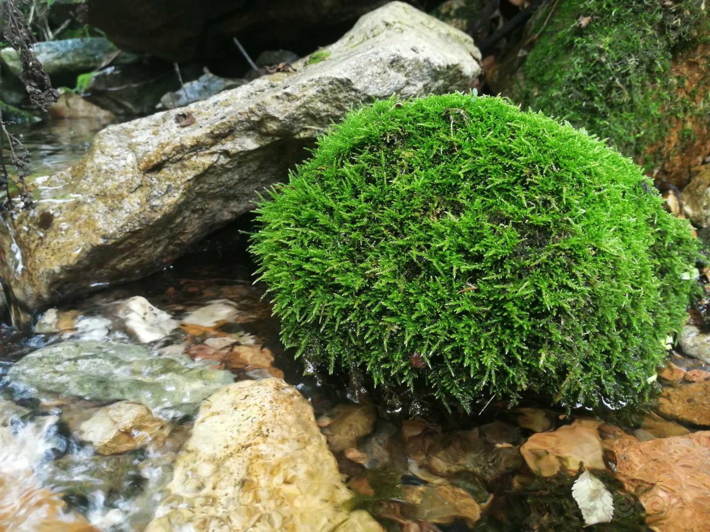 野生的短绒藻以及各种苔藓-图3