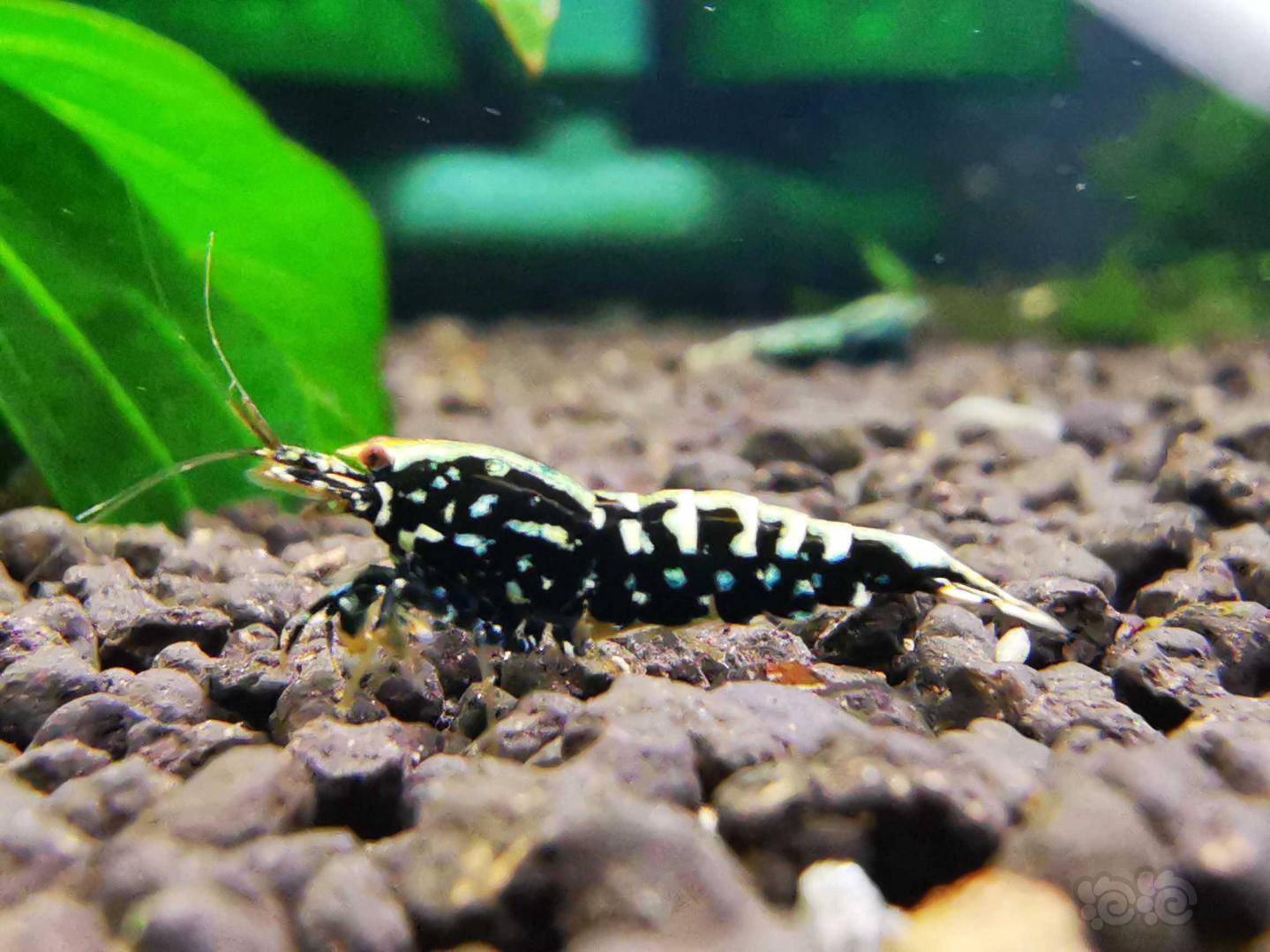 20210305rmb拍卖银河星钻水晶虾一对